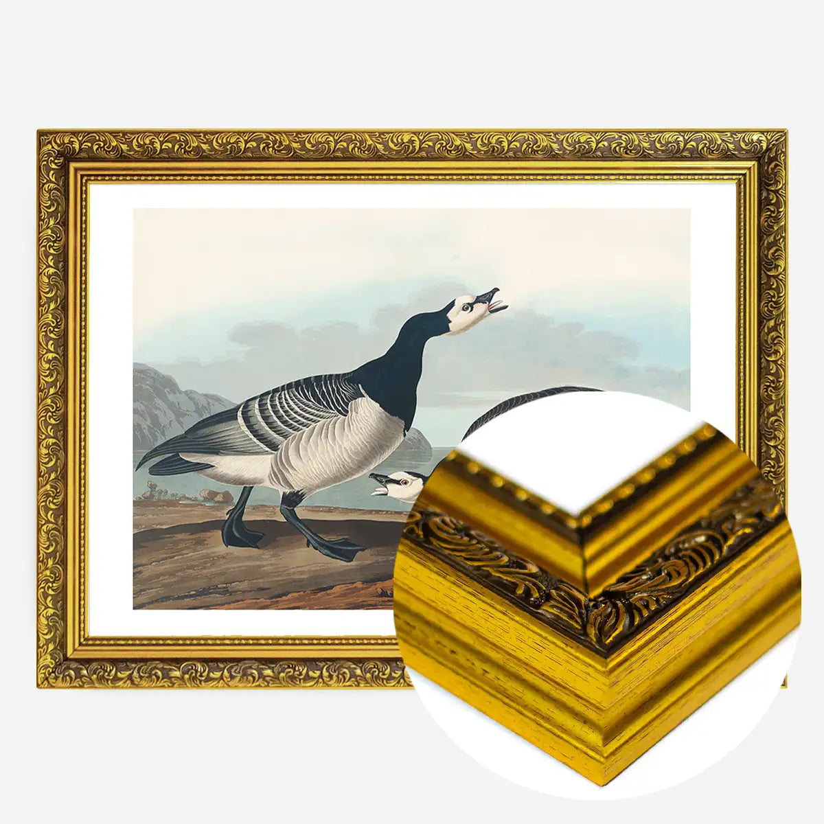 Barnacle Goose Vintage Bird Print