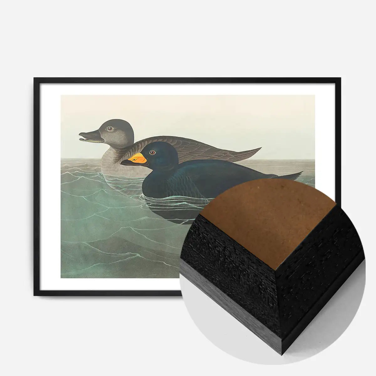 Scoter Duck Vintage Bird Print