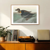 Scoter Duck Vintage Bird Print