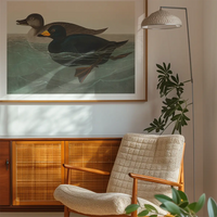 Scoter Duck Vintage Bird Print