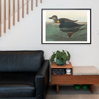 Scoter Duck Vintage Bird Print