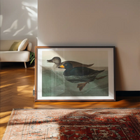 Scoter Duck Vintage Bird Print