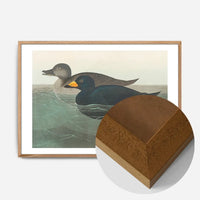 Scoter Duck Vintage Bird Print