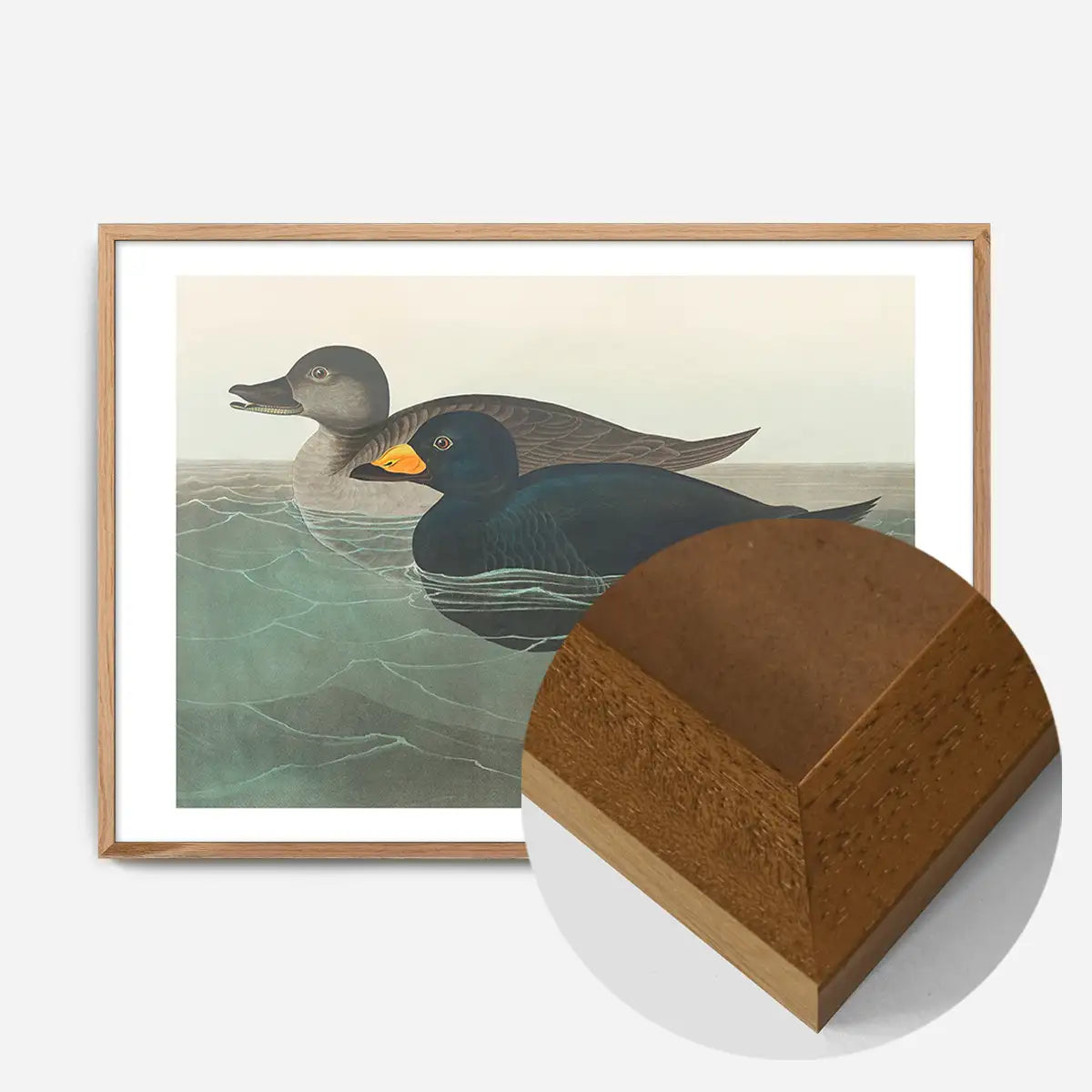 Scoter Duck Vintage Bird Print