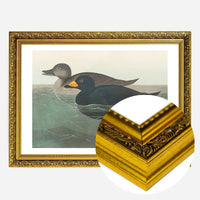 Scoter Duck Vintage Bird Print
