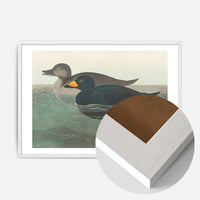 Scoter Duck Vintage Bird Print