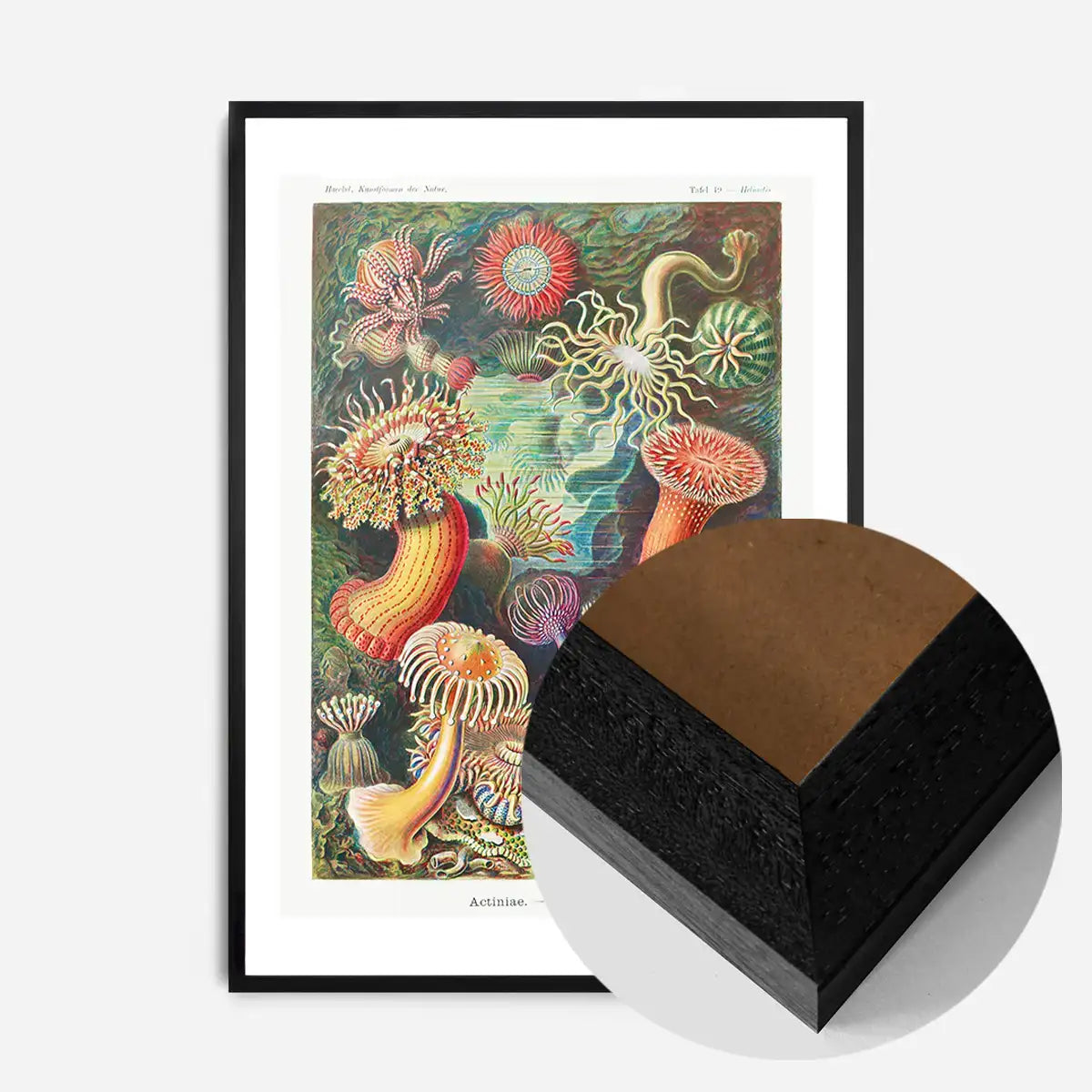 Actinia Sea Anemones Vintage Print