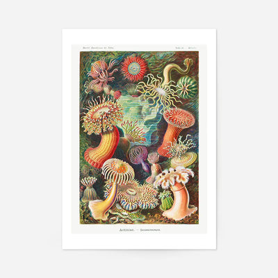 Actinia Sea Anemones Vintage Print