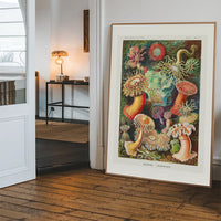 Actinia Sea Anemones Vintage Print