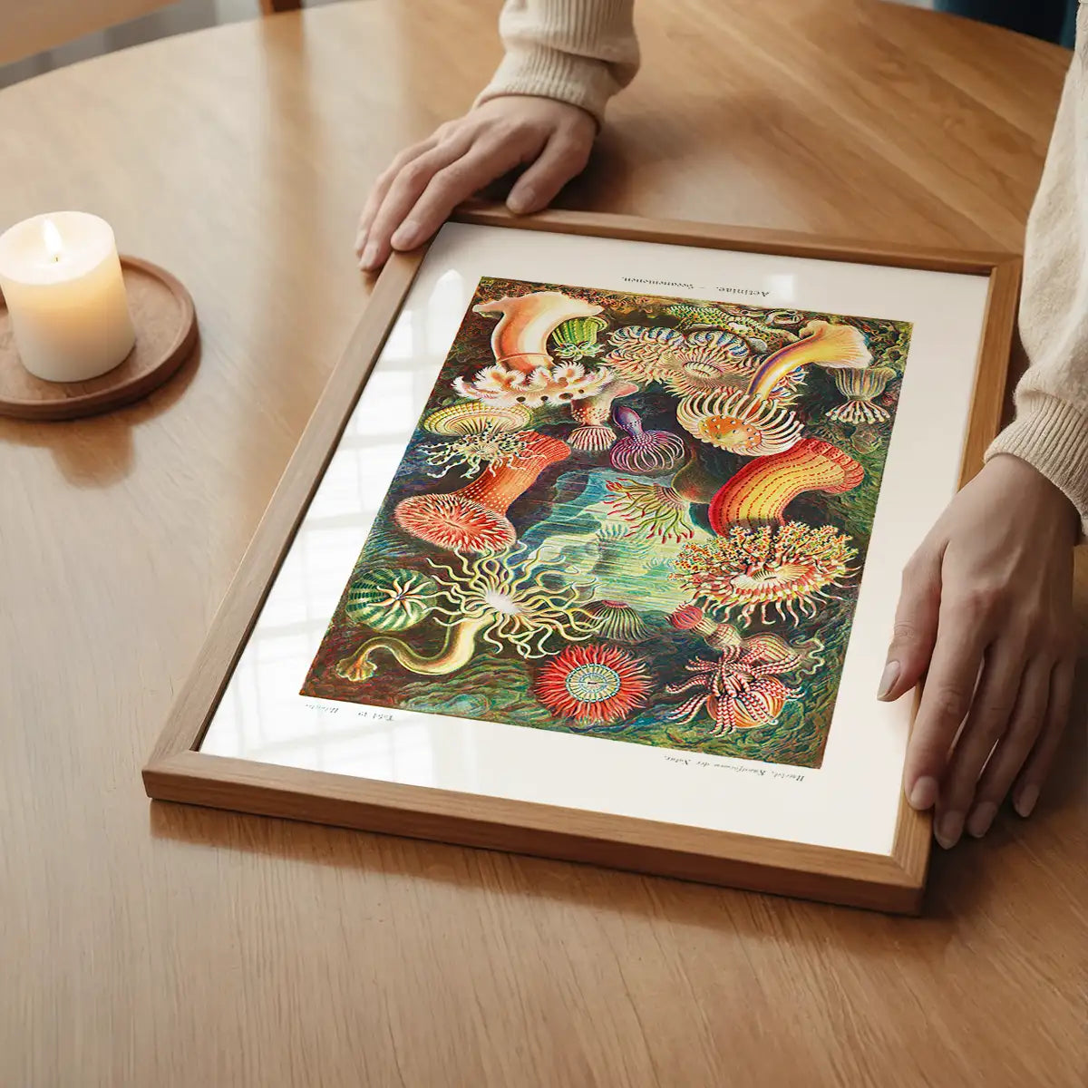 Actinia Sea Anemones Vintage Print