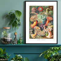 Actinia Sea Anemones Vintage Print