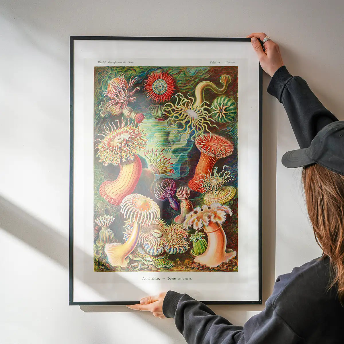 Actinia Sea Anemones Vintage Print