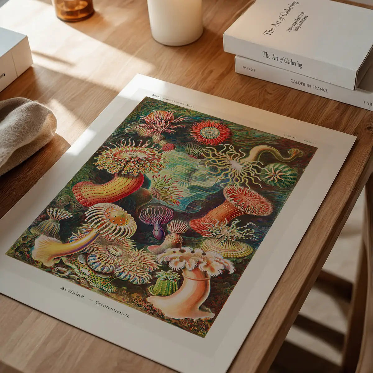 Actinia Sea Anemones Vintage Print