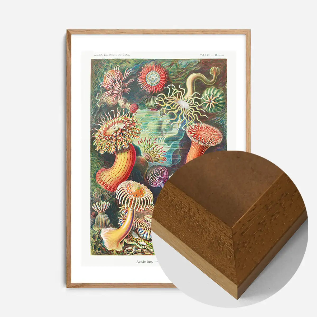 Actinia Sea Anemones Vintage Print