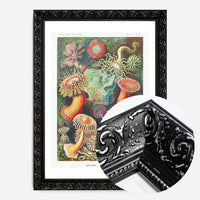Actinia Sea Anemones Vintage Print