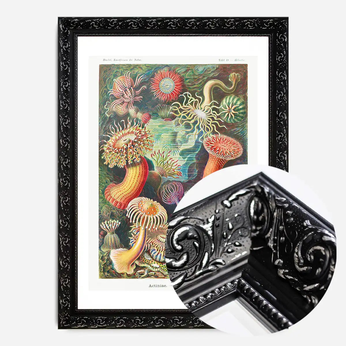 Actinia Sea Anemones Vintage Print
