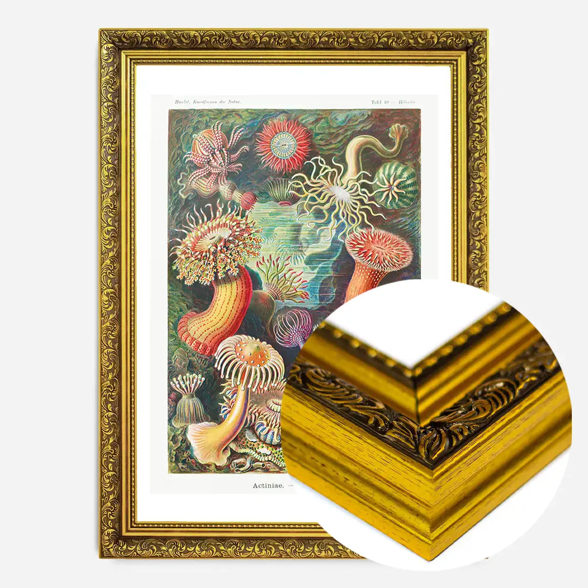 Actinia Sea Anemones Vintage Print
