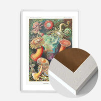 Actinia Sea Anemones Vintage Print