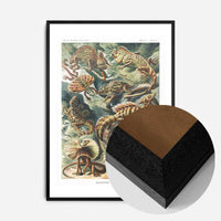 Lizards Illustration Vintage Print