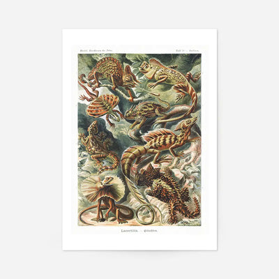 Lizards Illustration Vintage Print