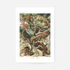 Lizards Illustration Vintage Print