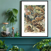 Lizards Illustration Vintage Print