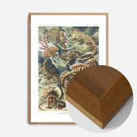 Lizards Illustration Vintage Print