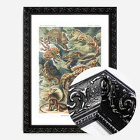 Lizards Illustration Vintage Print