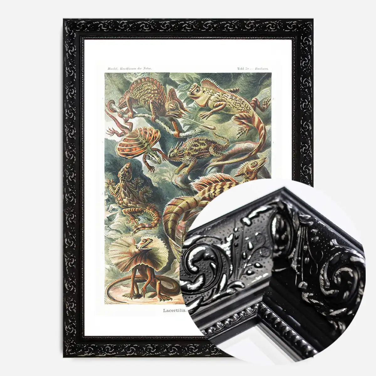 Lizards Illustration Vintage Print