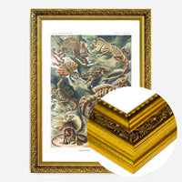 Lizards Illustration Vintage Print