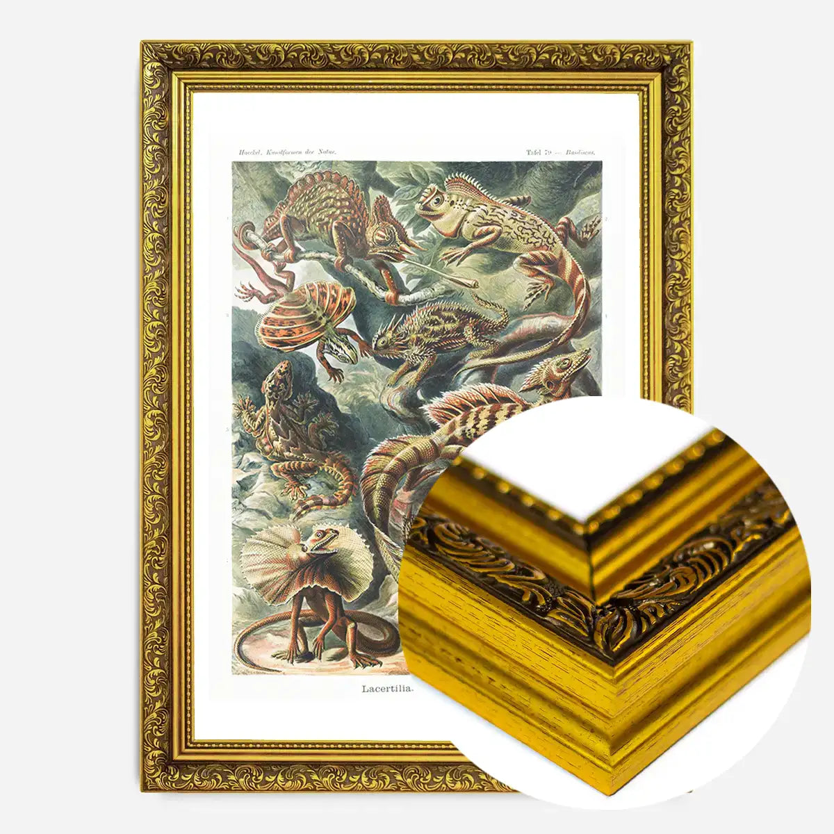 Lizards Illustration Vintage Print