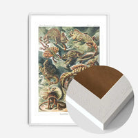 Lizards Illustration Vintage Print