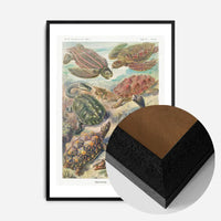 Turtles and Tortoises Vintage Print