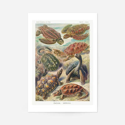 Turtles and Tortoises Vintage Print