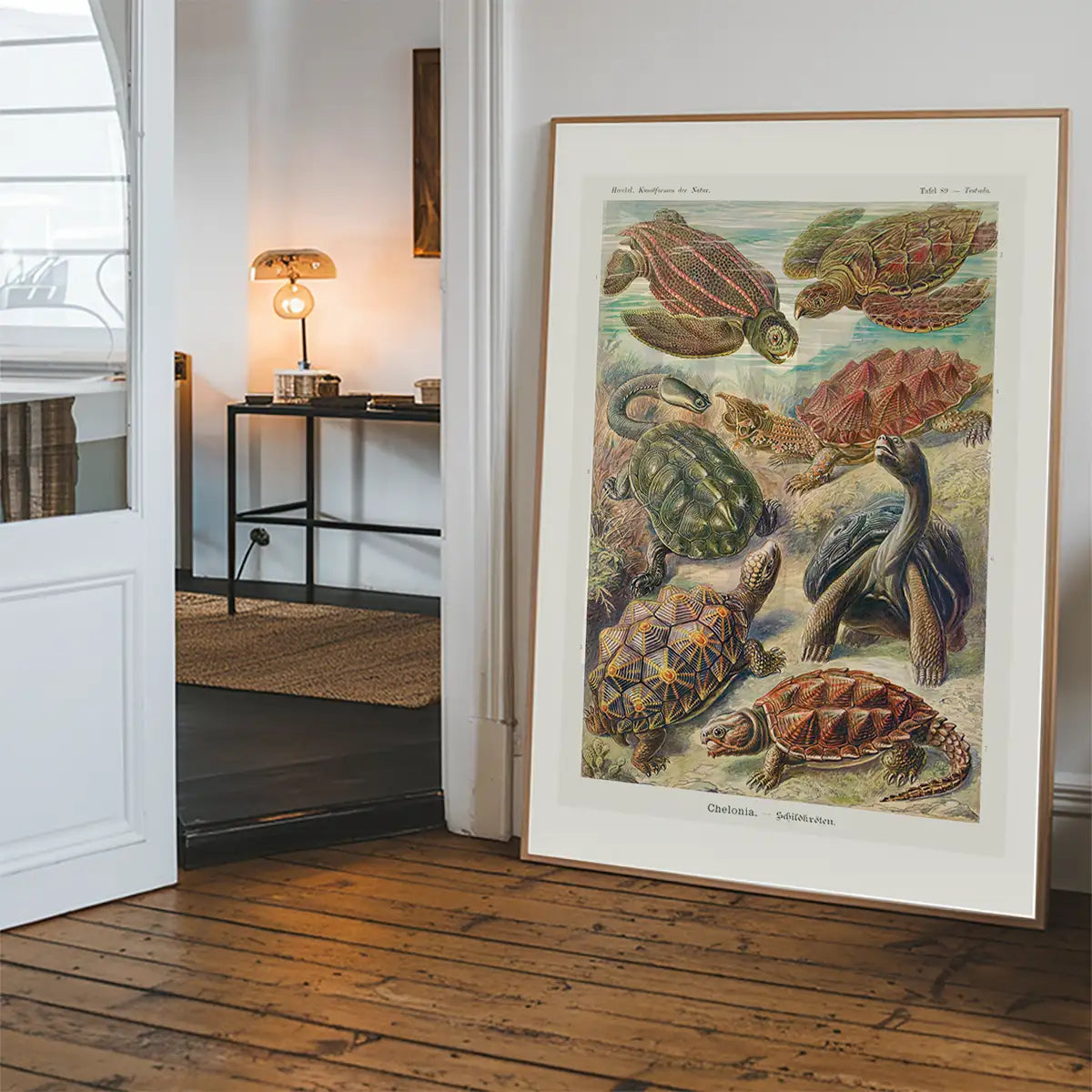 Turtles and Tortoises Vintage Print