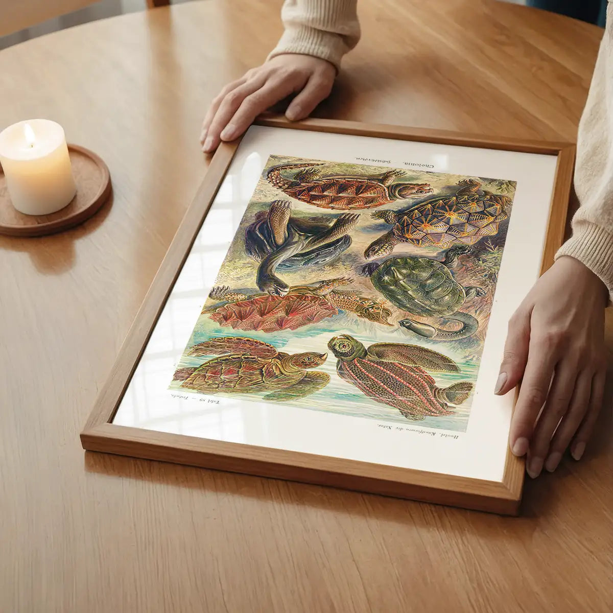 Turtles and Tortoises Vintage Print
