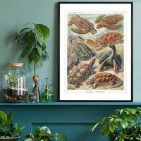 Turtles and Tortoises Vintage Print