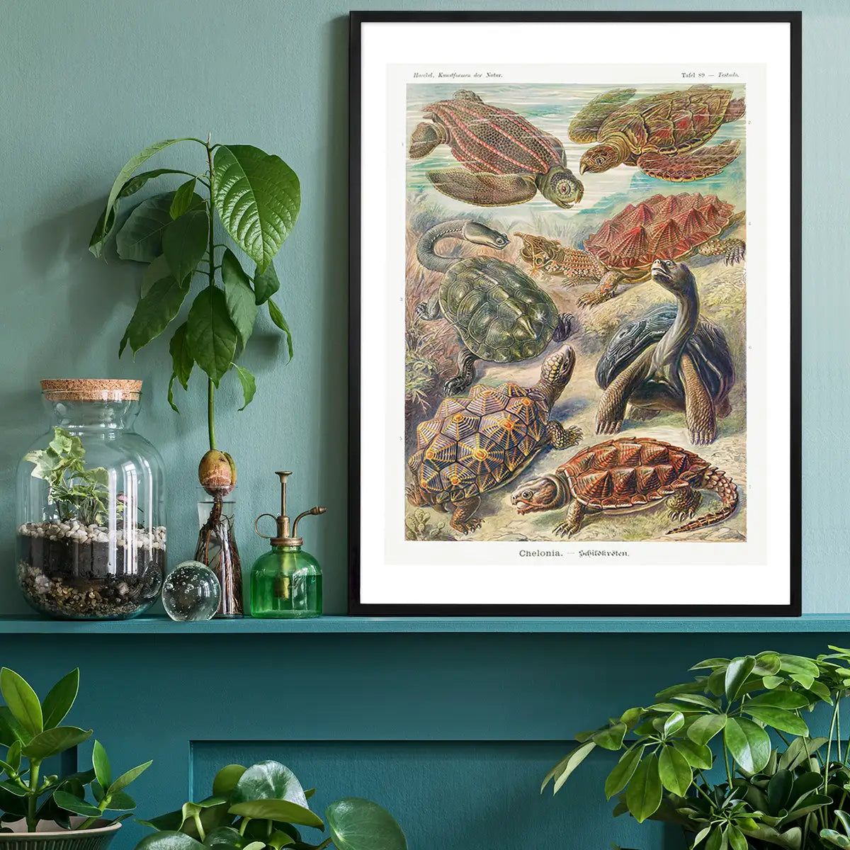 Turtles and Tortoises Vintage Print