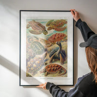 Turtles and Tortoises Vintage Print