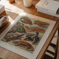 Turtles and Tortoises Vintage Print