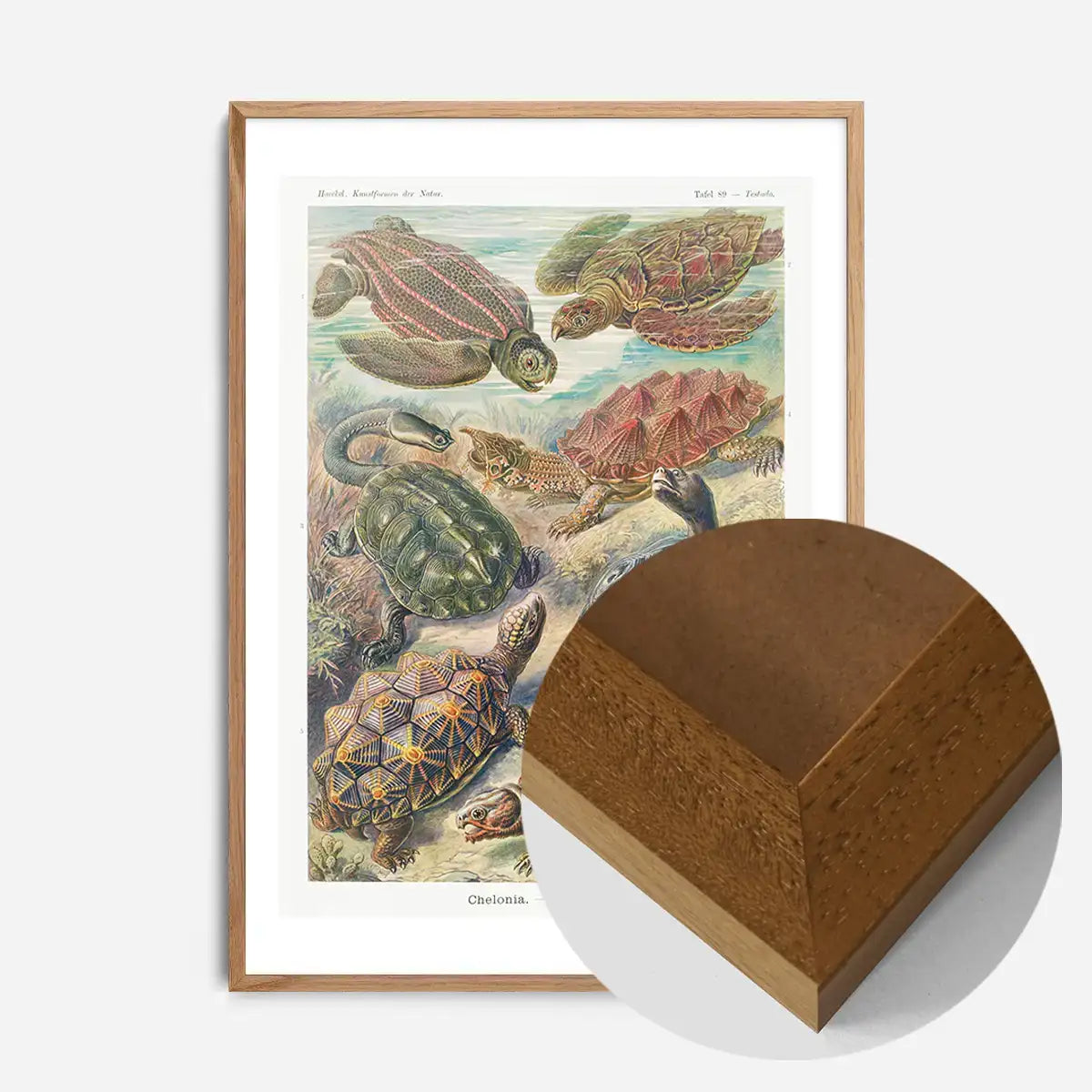 Turtles and Tortoises Vintage Print