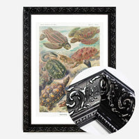 Turtles and Tortoises Vintage Print
