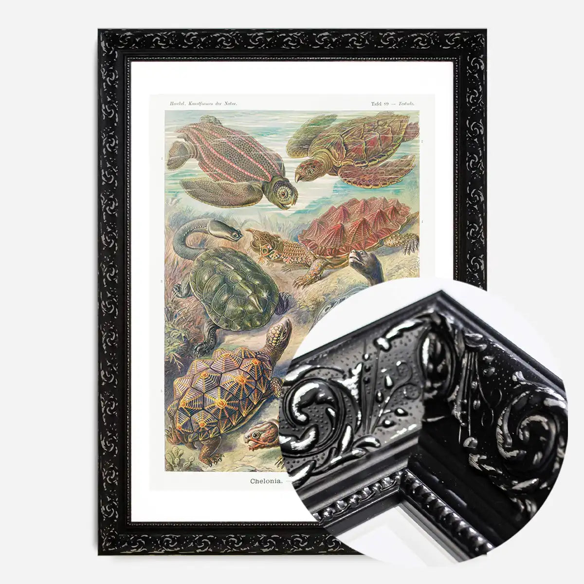Turtles and Tortoises Vintage Print