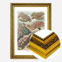 Turtles and Tortoises Vintage Print