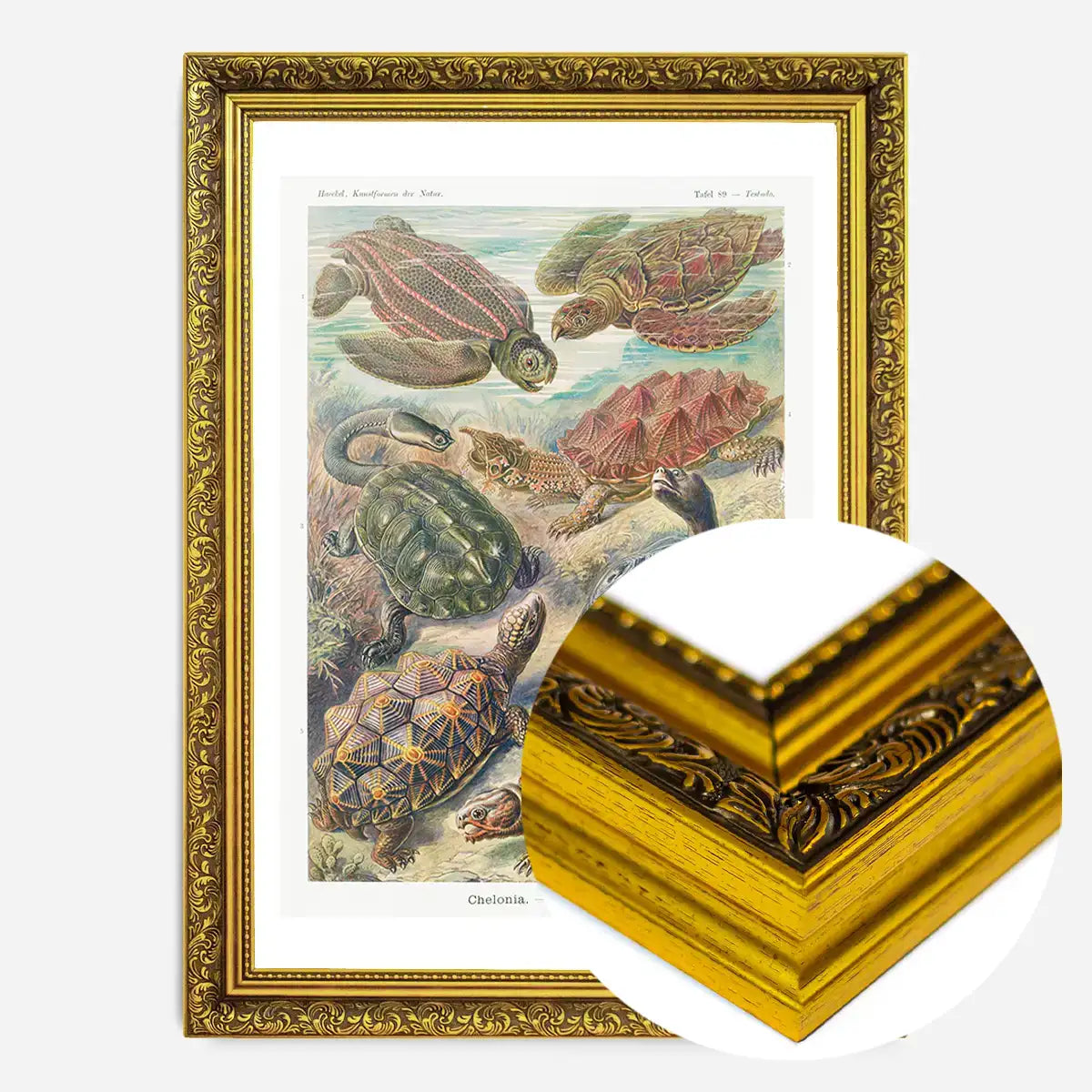 Turtles and Tortoises Vintage Print