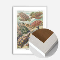 Turtles and Tortoises Vintage Print