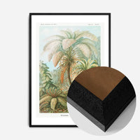Ferns Illustration Vintage Print