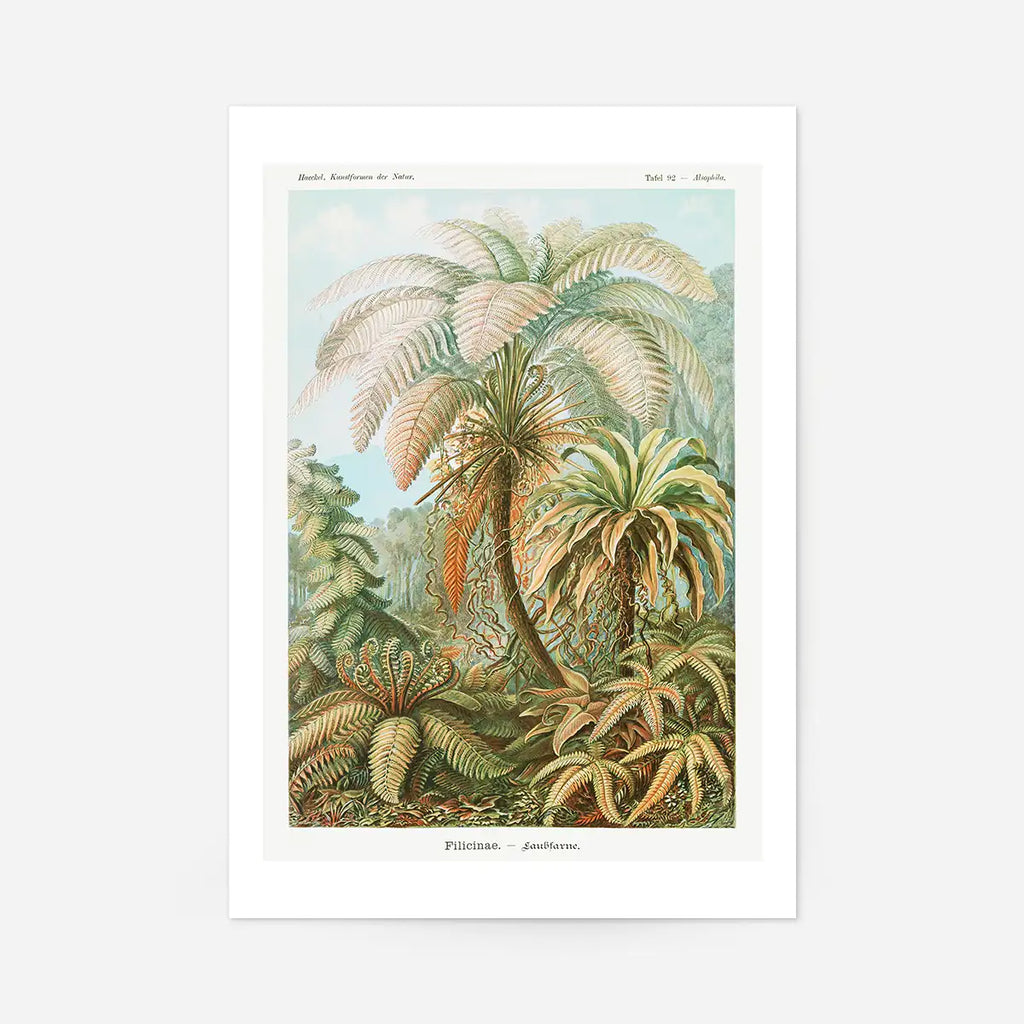 Ferns Illustration Vintage 30x40cm Clearance Print