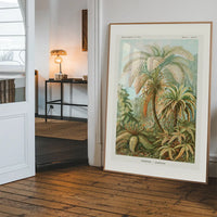 Ferns Illustration Vintage Print