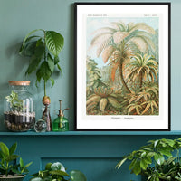 Ferns Illustration Vintage Print